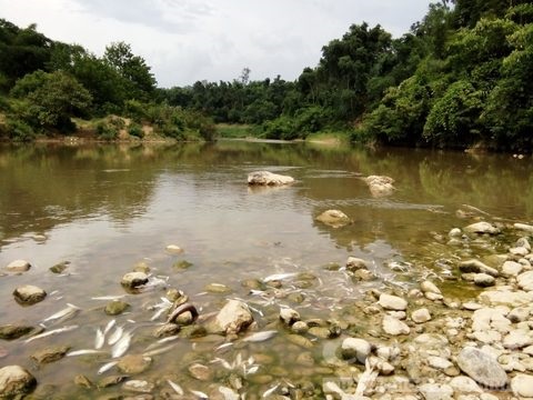Thanh Hóa: Cá tự nhiên lại chết trắng xác trên sông Âm - Ảnh 2