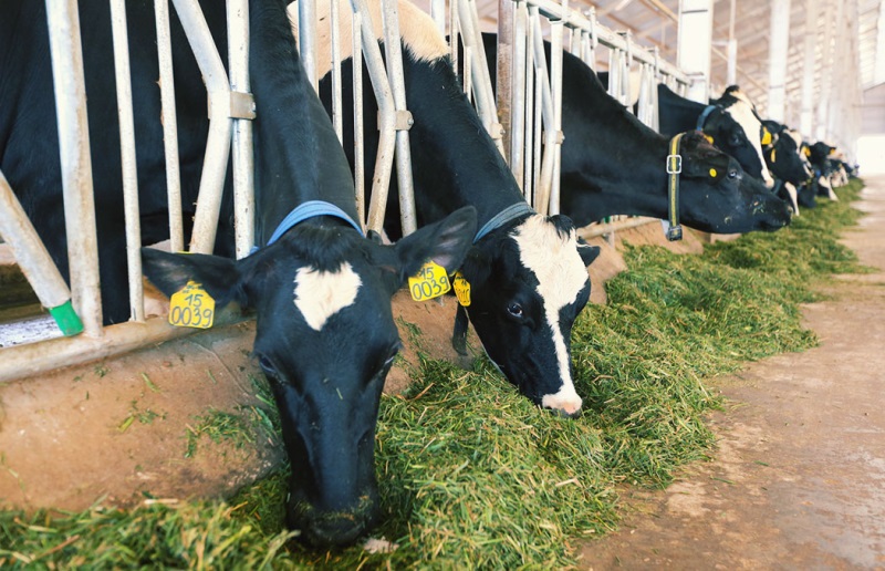 Trang trại bò sữa Organic đầu tiên tại Việt Nam - Ảnh 5