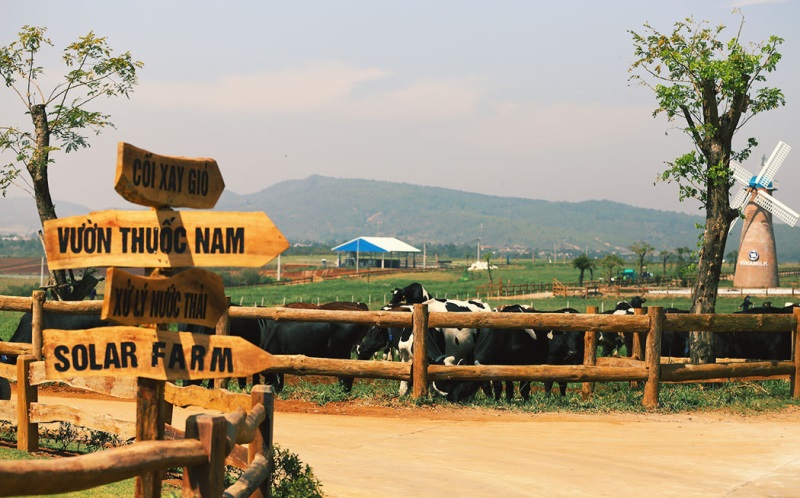 Trang trại bò sữa Organic đầu tiên tại Việt Nam - Ảnh 10