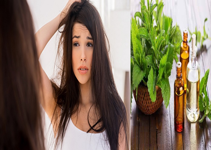 Cách trị gàu hiệu quả cho nữ bằng tinh dầu bạc hà