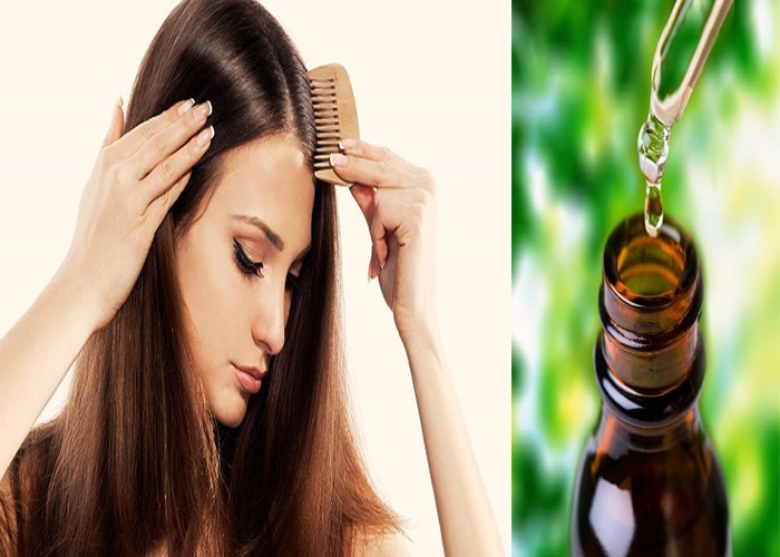 Cách trị gàu và rụng tóc bằng dầu cây chè