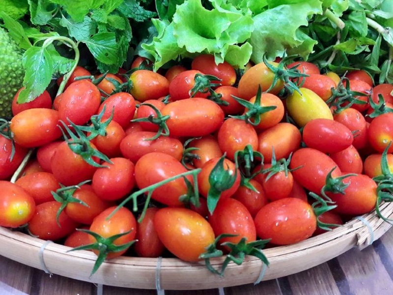 Cách trồng cà chua bi bằng chậu nhựa cực đơn giản, thu hoạch mỏi tay không hết - Ảnh 1