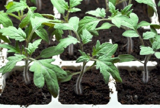 Cách trồng cà chua bi bằng chậu nhựa cực đơn giản, thu hoạch mỏi tay không hết - Ảnh 2