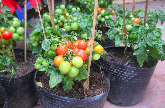 Cách trồng cà chua bi bằng chậu nhựa cực đơn giản, thu hoạch mỏi tay không hết - Ảnh 4