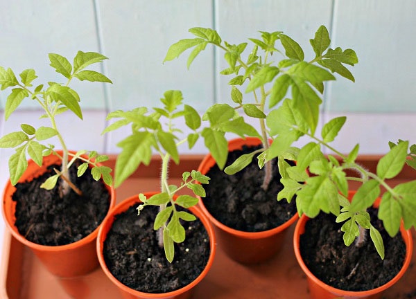 Cách trồng cà chua bi bằng chậu nhựa cực đơn giản, thu hoạch mỏi tay không hết - Ảnh 3
