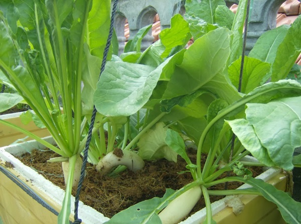 Cách trồng củ cải bằng thùng xốp, sau 2 tháng đã có thu hoạch để làm dưa món ngày Tết - Ảnh 3