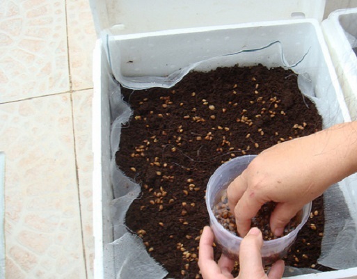 Cách trồng rau mầm bằng thùng xốp đơn giản, ăn quanh năm không hết - Ảnh 2