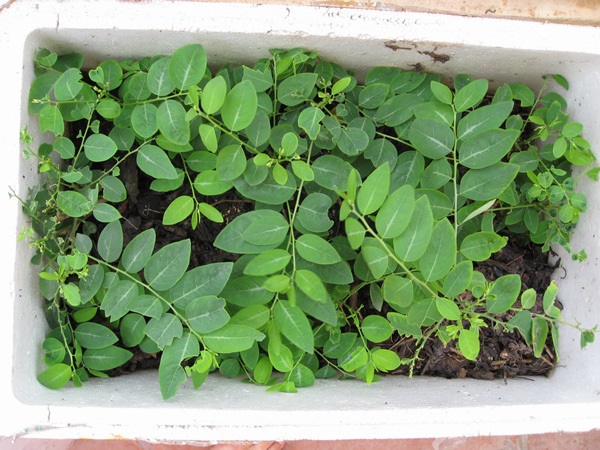 Cách trồng rau ngót trong thùng xốp cực đơn giản, rau xanh mơn mởn hái mỏi tay không hết - Ảnh 5