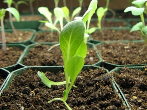 Cách trồng rau xà lách trong thùng xốp cực nhanh, ăn quanh năm không hết - Ảnh 3