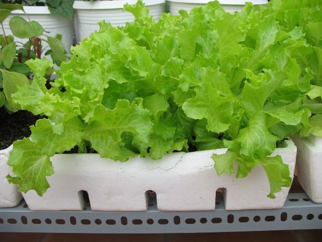 Cách trồng rau xà lách trong thùng xốp cực nhanh, ăn quanh năm không hết - Ảnh 4