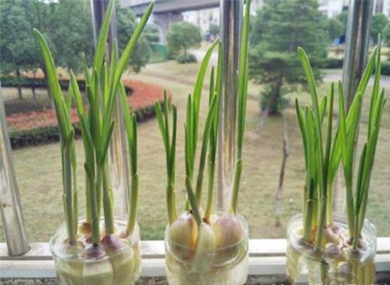 Cách trồng tỏi bằng chai nhựa cực đơn giản, ăn quanh năm không hết - Ảnh 4