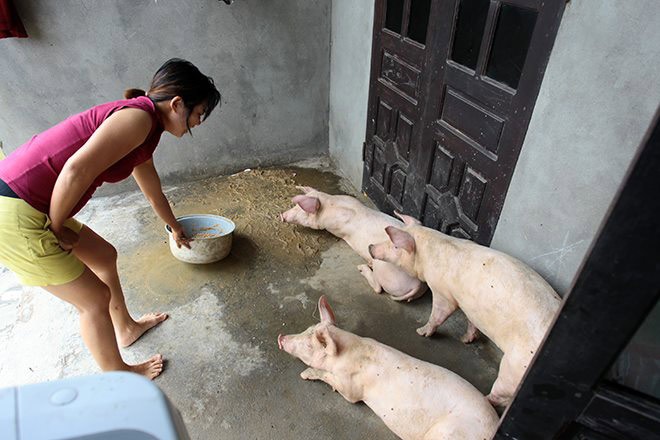 Cận cảnh cuộc sống 'người lợn chung nhà' của người dân Hà Nội sau vỡ đê Chương Mỹ - Ảnh 2