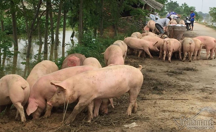 Cận cảnh cuộc sống 'người lợn chung nhà' của người dân Hà Nội sau vỡ đê Chương Mỹ - Ảnh 9