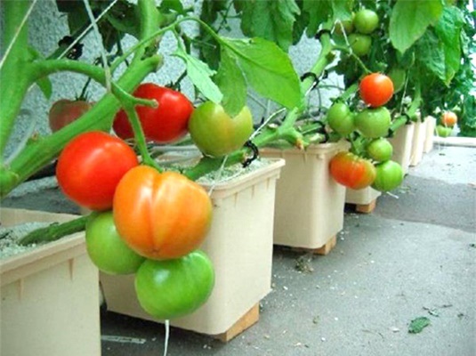 Cứ cắt cà chua thành từng lát rồi bỏ vào chậu, chẳng mấy chốc có cả vườn ăn quanh năm không hết - Ảnh 5