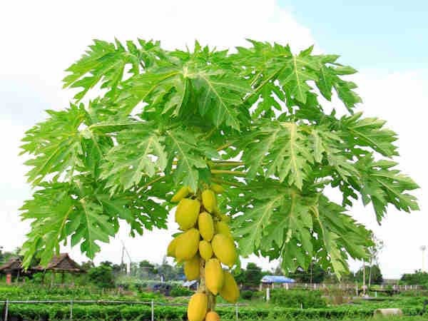 Trị dứt điểm tiêu chảy ngay lập tức không cần dùng thuốc - Ảnh 2 Trị dứt điểm tiêu chảy ngay lập tức không cần dùng thuốc - Ảnh 2