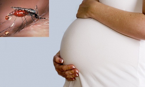Nguy cơ sảy thai ở thai phụ bị sốt rét - Ảnh 1