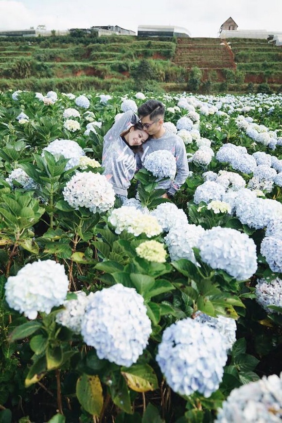 Fan xuýt xoa trước bộ ảnh Khánh Thi - Phan Hiển hôn nhau say đắm giữa đồng hoa cẩm tú cầu - Ảnh 2