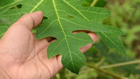 Lá đu đủ có trị được bệnh ung thư?
