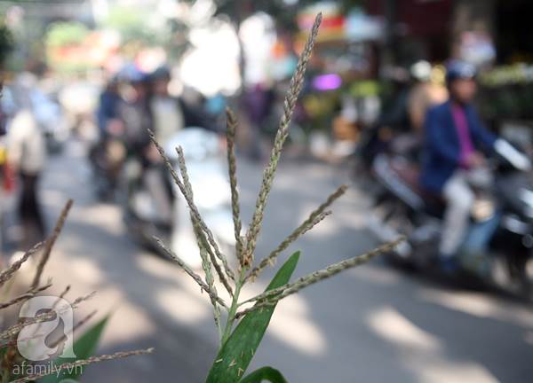 Hà Nội: 'Chán' đào quất, nông dân mang ngô, lúa làm cây cảnh bán Tết với ý nghĩa 'ấm no' - Ảnh 11