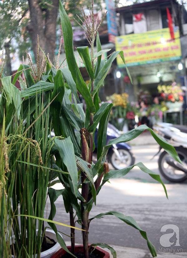 Hà Nội: 'Chán' đào quất, nông dân mang ngô, lúa làm cây cảnh bán Tết với ý nghĩa 'ấm no' - Ảnh 12
