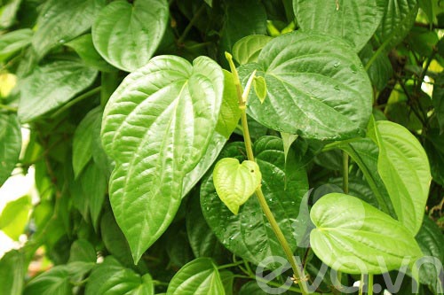 Không ngờ đây lại là nguyên nhân gây vô sinh ở nữ giới - Ảnh 1 Không ngờ đây lại là <a target='_blank' href='https://www.phunuvagiadinh.vn/nguyen-nhan-gay-vo-sinh.topic'>nguyên nhân gây vô sinh</a> ở nữ giới