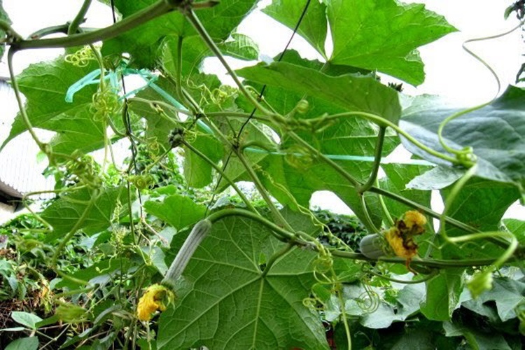 Hiệu quả không ngờ: Bí quyết căng da mặt, xóa nếp nhăn từ quả mướp - Ảnh 3 Hiệu quả không ngờ: Bí quyết căng da mặt, xóa nếp nhăn từ quả mướp - Ảnh 3