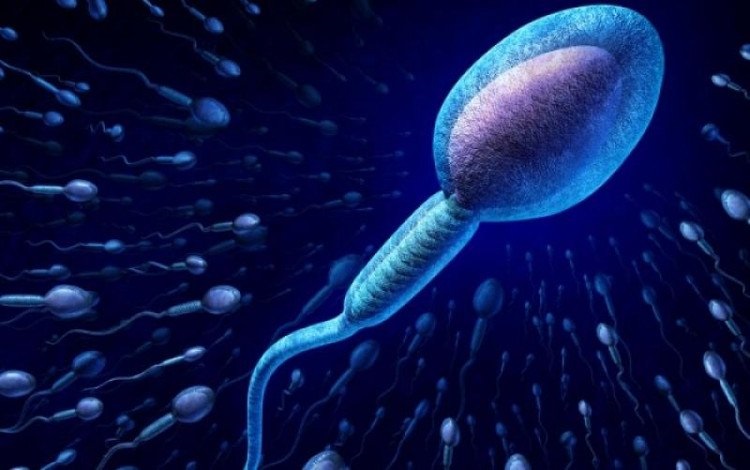 Quý ông cần biết: 'Yêu' nhiều có khả năng gây vô sinh - Ảnh 2 Quan hệ tình dục quá nhiều sẽ làm giảm tuổi thọ tinh hoàn và ảnh hưởng đến số lượng, chất lượng tinh binh - Ảnh minh họa: Internet