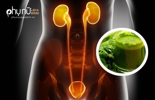Uống 1 li này trong 3 ngày, thải sạch độc tố và cả đời không lo bệnh thận - Ảnh 1 Uống 1 li này trong 3 ngày, thải sạch độc tố và cả đời không lo bệnh thận - Ảnh 1