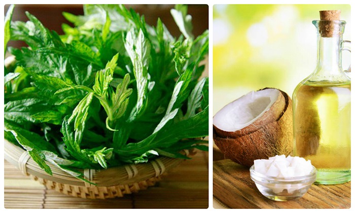 Trị sẹo lồi bằng ngải cứu kết hợp với dầu dừa nguyên chất. Trị sẹo lồi bằng ngải cứu kết hợp với dầu dừa nguyên chất.
