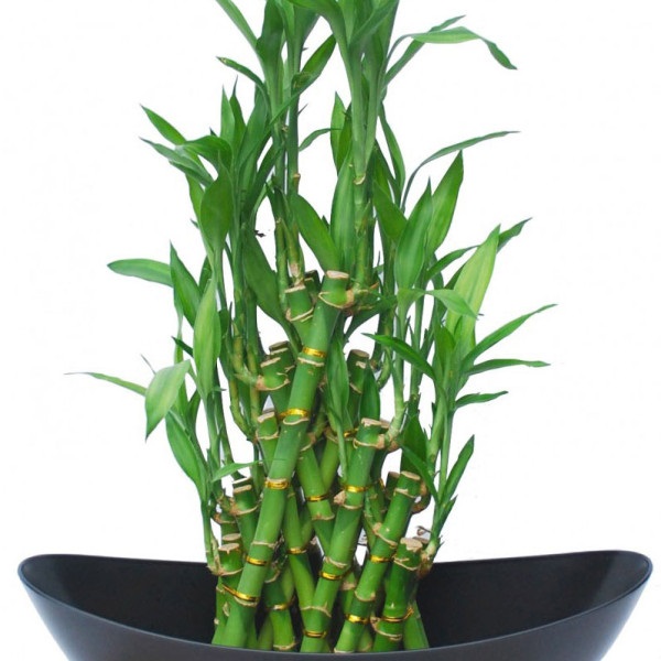 Muốn sự nghiệp phất lên như diều gặp gió, tiền xài không hết thì hãy trồng loại cây này trong nhà - Ảnh 1 Lưu ý khi trồng cây phất dụ trong nhà cho đúng phong thủy