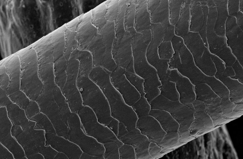 Vì sao dầu gội thường chứa Silicon? - Ảnh 1 Vì sao dầu gội thường chứa Silicon? - Ảnh 1
